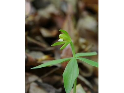 One of the rarest orchids east of the Mississippi, the small-whorled pogonia, emerges from a long dormancy when there is an abundance of specific fungi in the soil.