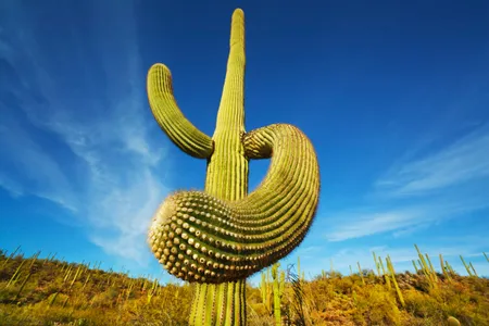 The towering Saguaro is native to Arizona's Sonoran Desert and its juicy red fruit, which locals use to make jams and syrups, ripens in June. 