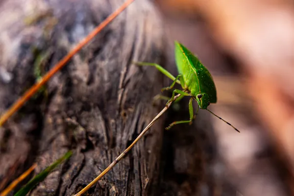 Stink bug on the move thumbnail