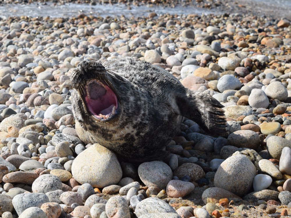 Yawning Baby Seal | Smithsonian Photo Contest | Smithsonian Magazine