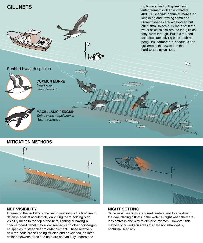 5 Ways Fishing Harms Birds