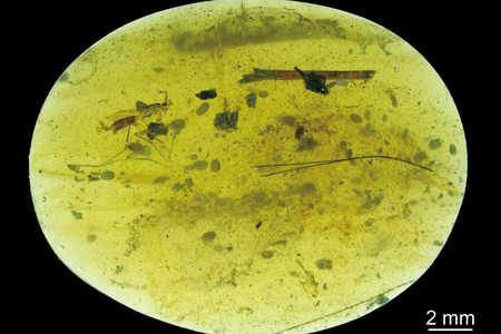 The postage-stamp sized sample of amber contained 39 half-millimeter-long crustaceans called ostracods, including 31 of a new species. 
