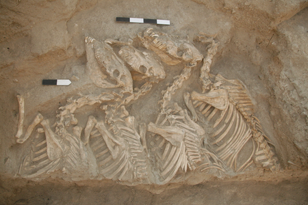 The elite used the highly-prized, donkey-like creatures for travel and warfare.