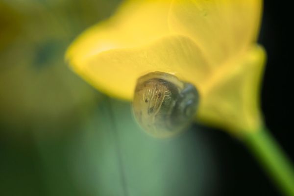 A snail resting on the underside of a buttercup thumbnail