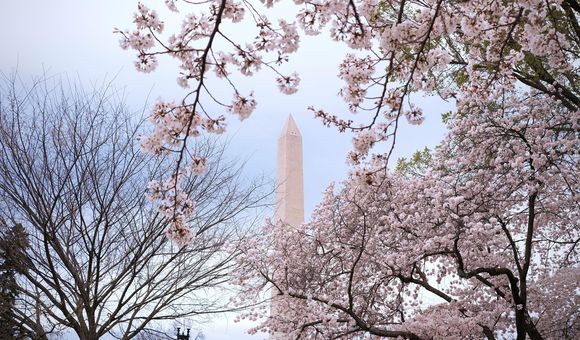 Cherry Blossoms - Smithsonian Voices - Photo by Gini Tong.jpg