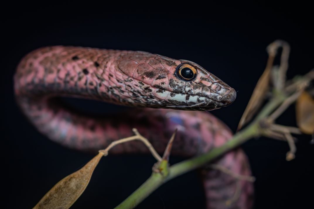Coachwhip snakes dwell at the tops of trees