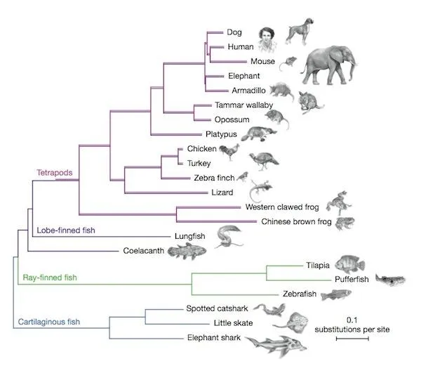 The genetic sequencing