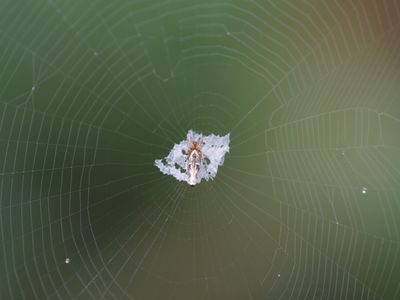 A Cyclosa ginnaga spider perched amid its silk web decoration looks strangely like the result of a bird relieved itself in the forest understory.