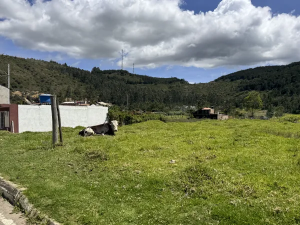 City Cow 2 thumbnail