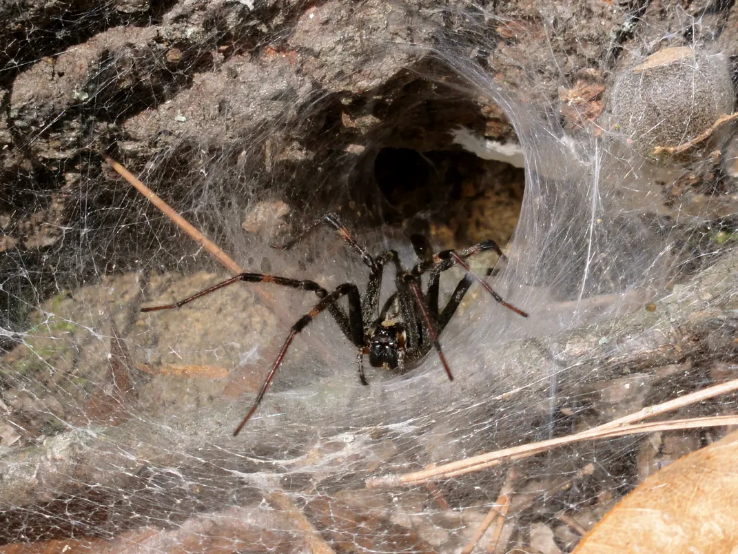 spider-crawling-out-of-its-hole-in-the-tree-smithsonian-photo-contest