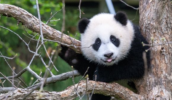 As we prepare to celebrate giant panda cub Xiao Qi Ji’s first birthday Aug. 21, take a look back at his top 12 milestones that left panda fans around the world in awe and 