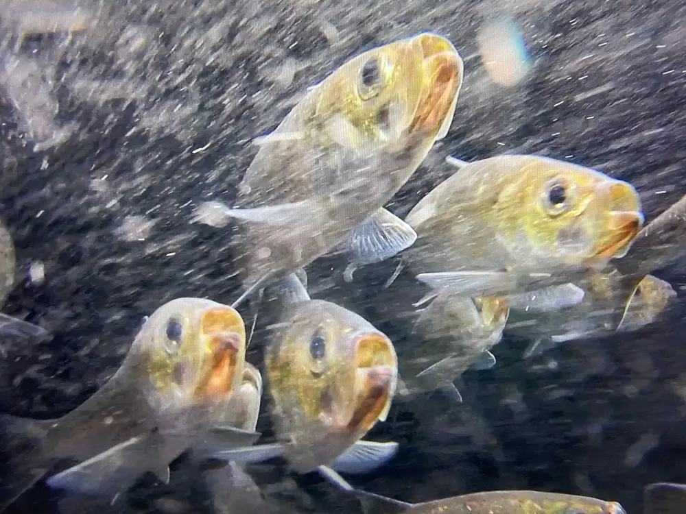 Closeup of a handful of river herring underwater swimming toward the viewer, with silver bodies, yellow faces and beady black eyes.