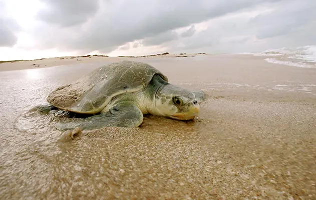 Kemps Ridley sea turtle