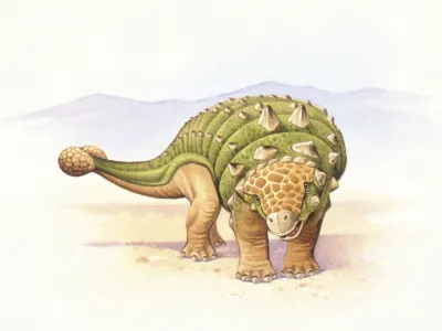 Paleontologists are just beginning to uncover the evolutionary backstory of armored dinosaurs like the ankylosaur Euoplocephalus.