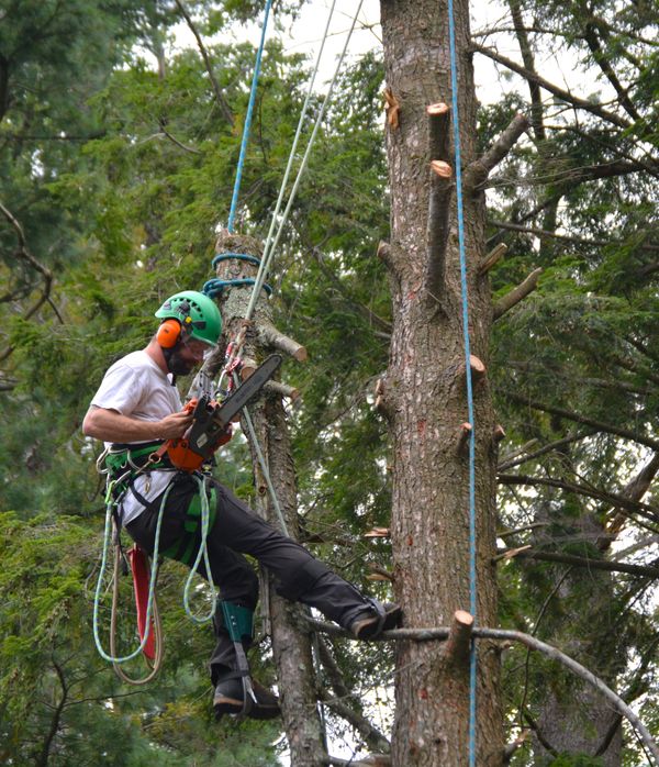 Arborist clinging onto the branches thumbnail