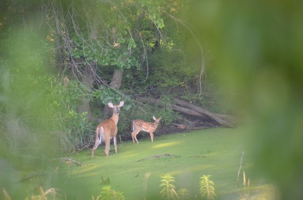 Doe amd Fawn getting a drink thumbnail