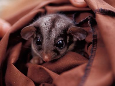 An endangered Leadbeaters Possum peers from a research restraint bag.