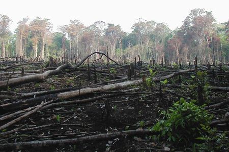 This forest in Guatemala was burned to make way for agricultural development. A new study suggests that drug traffickers contribute to rainforest loss by laundering money with agriculture in forest lands. 