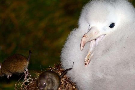 Invasive mice kill more than 2 million chicks on Gough Island each year, including the chicks of the critically endangered Tristan albatross, pictured here 
