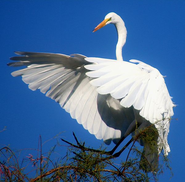 Great Egret Landing in Tree thumbnail