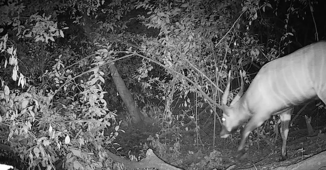 a bongo walks into the frame from the right at night