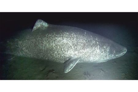 A large female Greenland shark observed near the community of Arctic Bay, Nunavut.