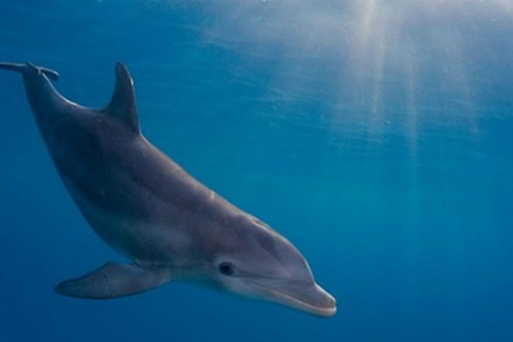 Bottlenose dolphins are good swimmers
