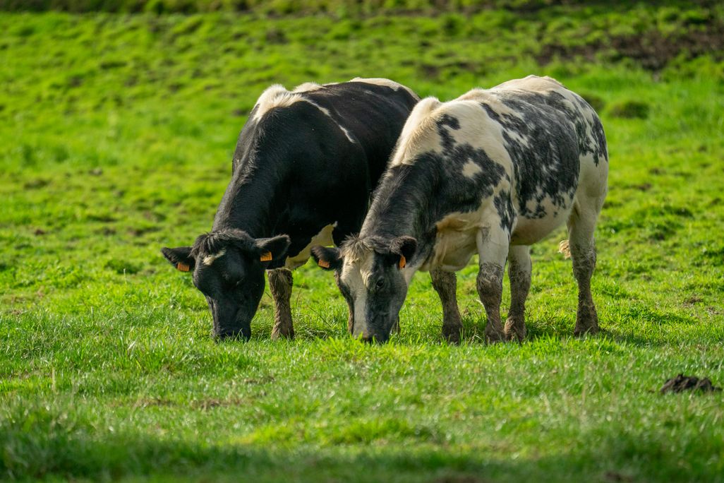 Two cows standing side by side and eating grass in a green field