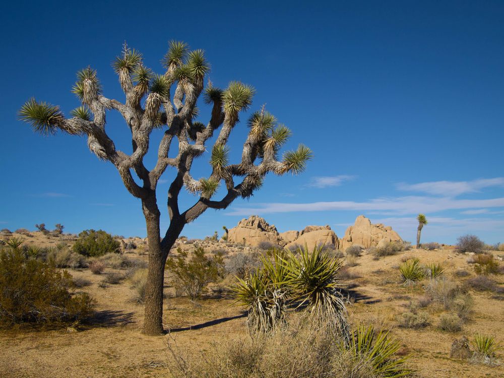 Joshua Trees