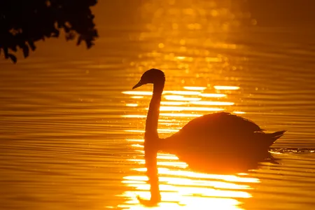 A swan swims on the&nbsp;Scharm&uuml;tzelsee at sunrise on July 2, 2025, when temperatures in the nearby German cities of Berlin and Brandenberg were expected to hit 102 degrees Fahrenheit.