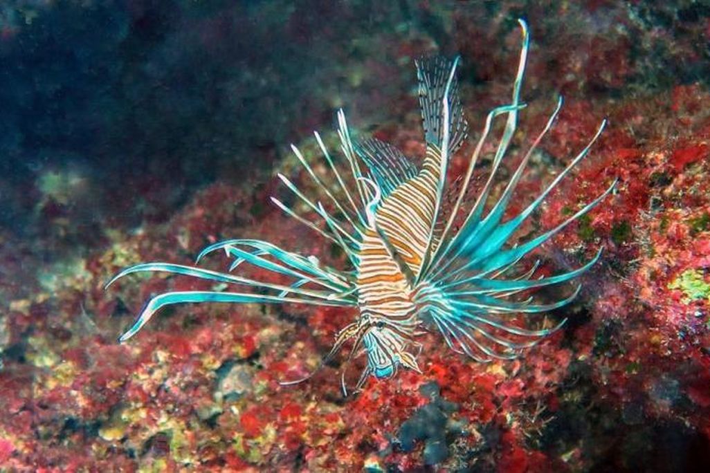 Lionfish