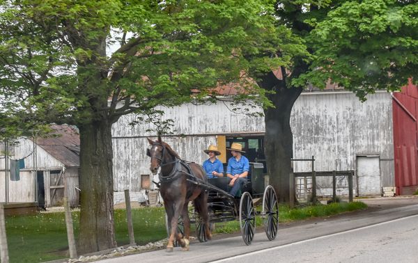 Amish boys thumbnail