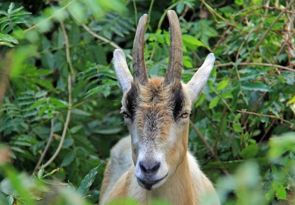 Beautiful Face of Goat at Hoffler Creek, Portsmouth Virginia thumbnail