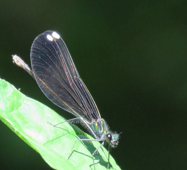 Damselfly   Canon hs60xs thumbnail