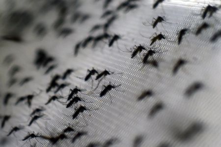 Aedes aegypti mosquitoes can spread dengue fever to humans via bites.