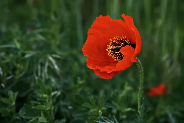 A touch of red thumbnail