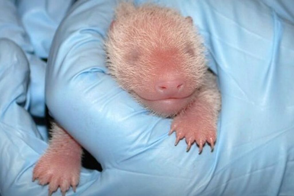 Baby panda cub