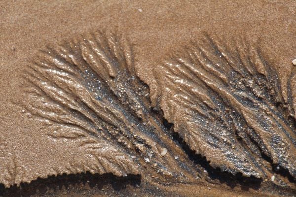 Fossil thumbnail