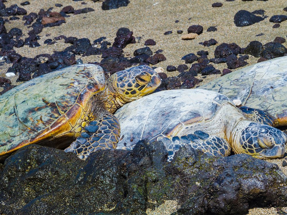 rare green sea turtle