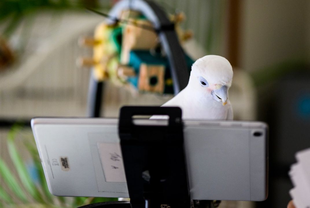 Telephone Bird Call