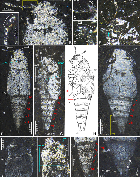 Fossil Beetle