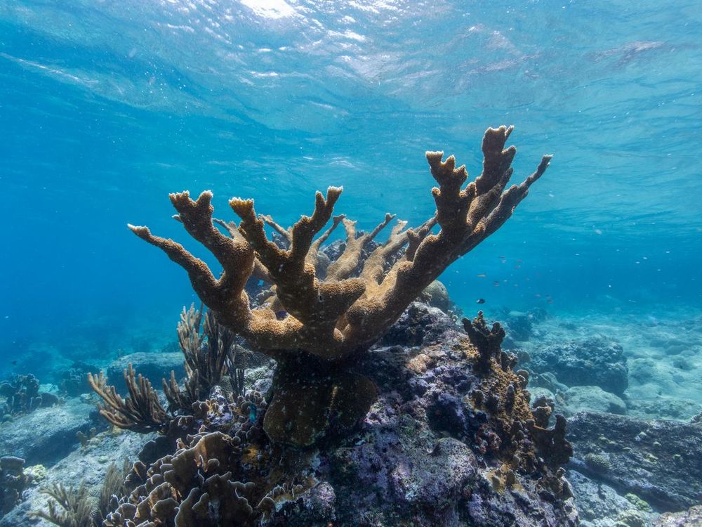 Elkhorn coral