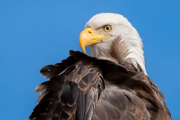 Bald Eagle with Stray Feather thumbnail