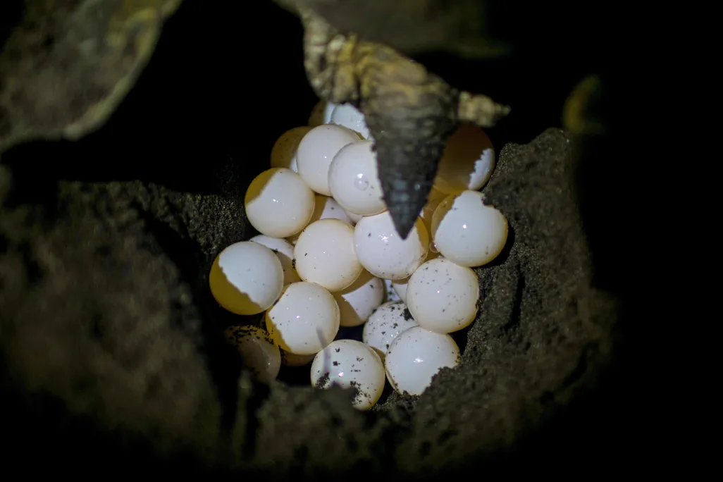 Clutch of sea turtles eggs being laid in a nest