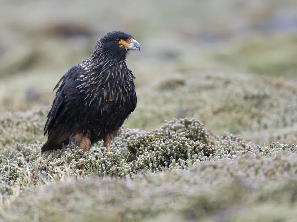 Black bird with orange at base of gray, sharp beak in some grass