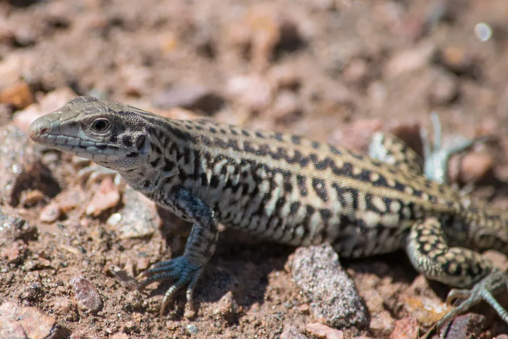 a yellow and black striped and checkered lizard on the ground
