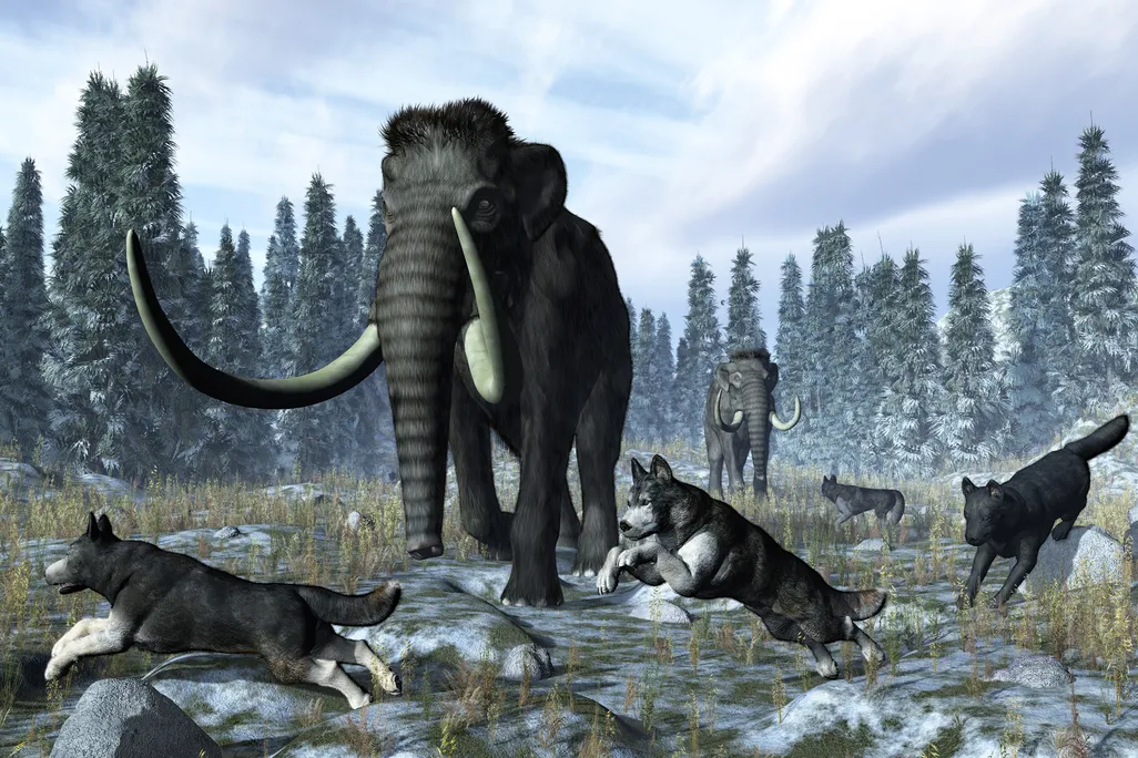 Dogs and Mammoths