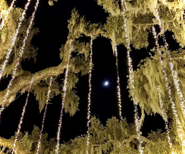 Moonlit Spanish Moss & Holiday Lights thumbnail