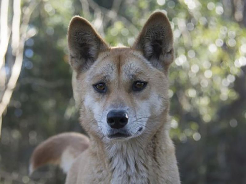 New DNA testing technology shows majority of wild dingoes are pure