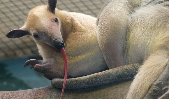 tamandua with its long tongue sticking out